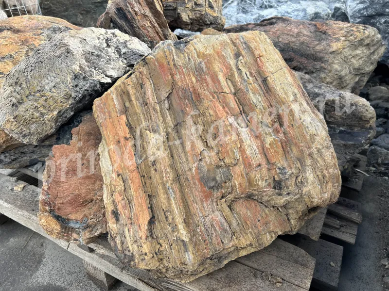 Валун дерево «окаменелое»
